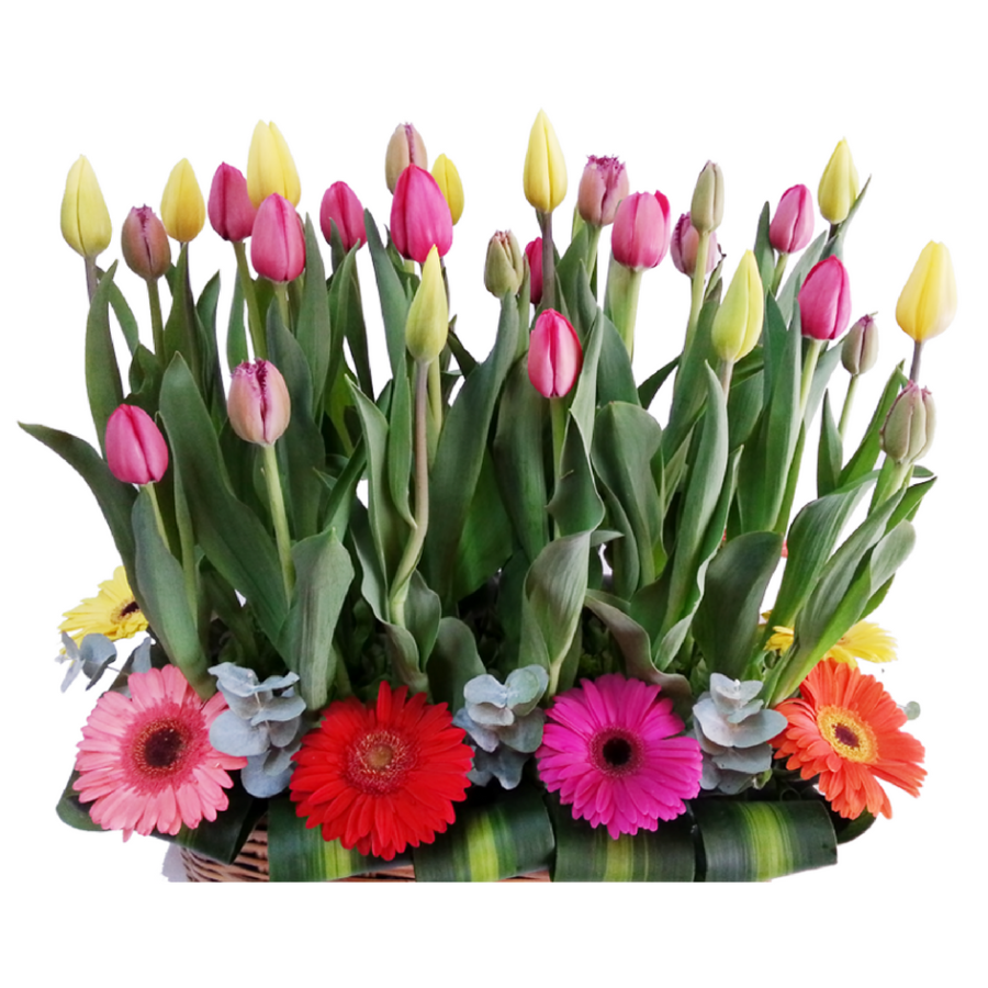 Arreglos de tulipanes | Flores Nicté
