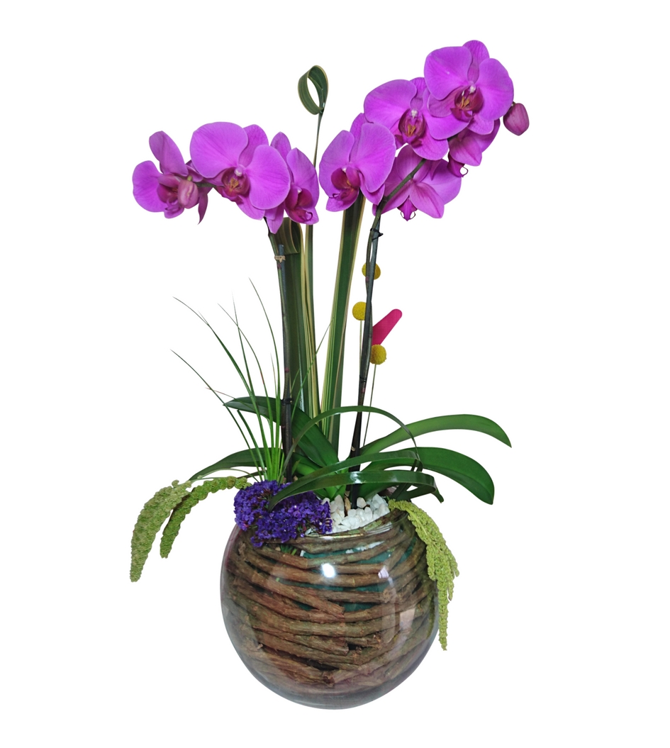 Arreglo de orquídeas en pecera de cristal | Boutique Floral Nicté