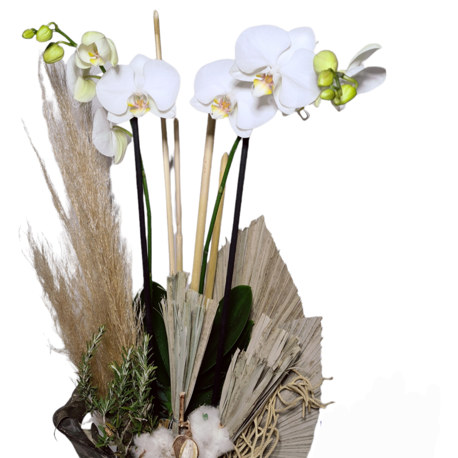 Maceta de orquídeas phalaenopsis blancas
